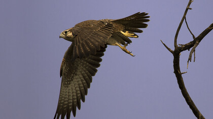 Laggar Falcon in flight