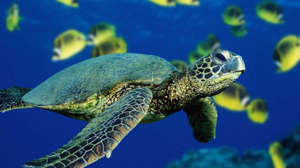Tortuga marina atravesando el océano