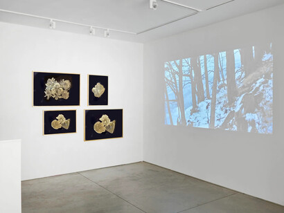 Edo Costantini, Delfina Braun y Delfina Muniz Barreto, Solsticio de invierno: semillas de la nada, vista de exhibición. Cortesía de Praxis