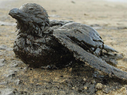 Ecological disaster after oil spill in Galicia, Spain