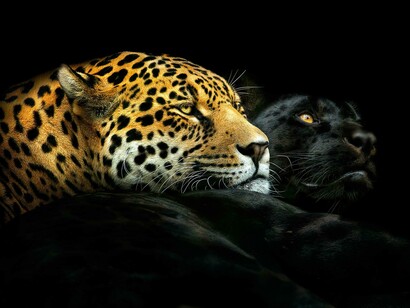 Pedro Jarque winner open animali 13 edition