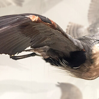 Bird Gallery. Courtesy of Canadian Museum of Nature 