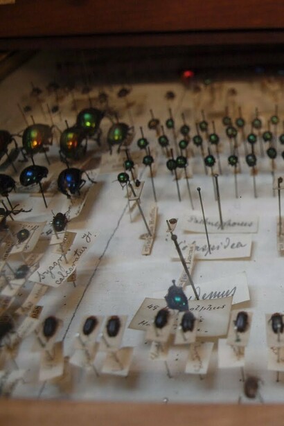 Colección de insectos del Museo de Historia Natural de Dublín, Irlanda