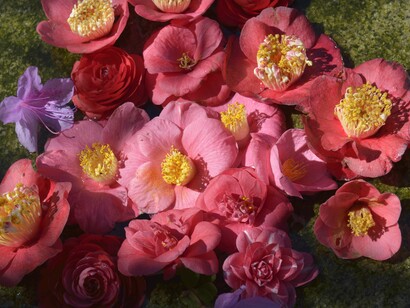 Camelia japonica 