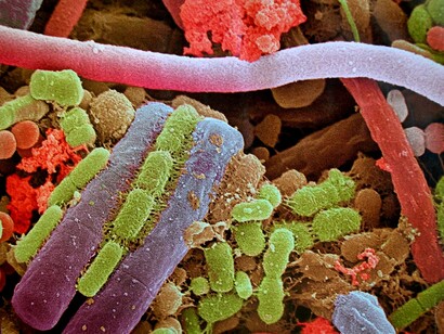 Bacterias en el cuerpo humano