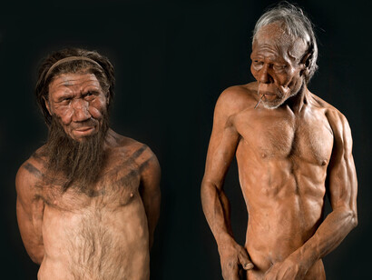 Modelos de hombres neandertal y sapiens en el Museo de Historia Natural de Londres