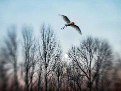 Aves. Courtesy of Galerie Claude Samuel