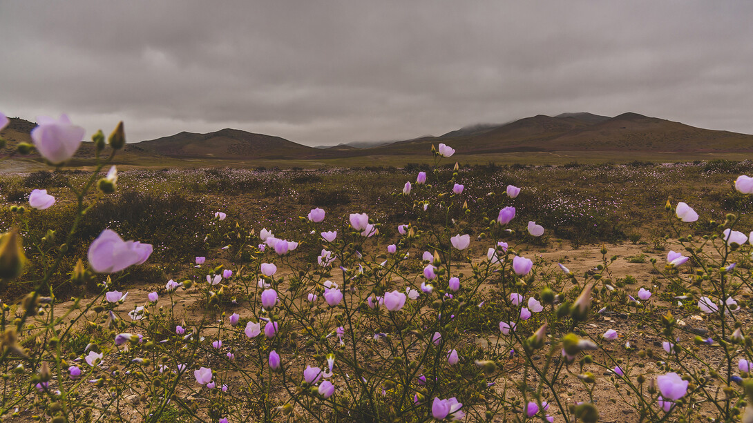 Desierto florido en el Parque Nacional Llanos de Challe, Chile