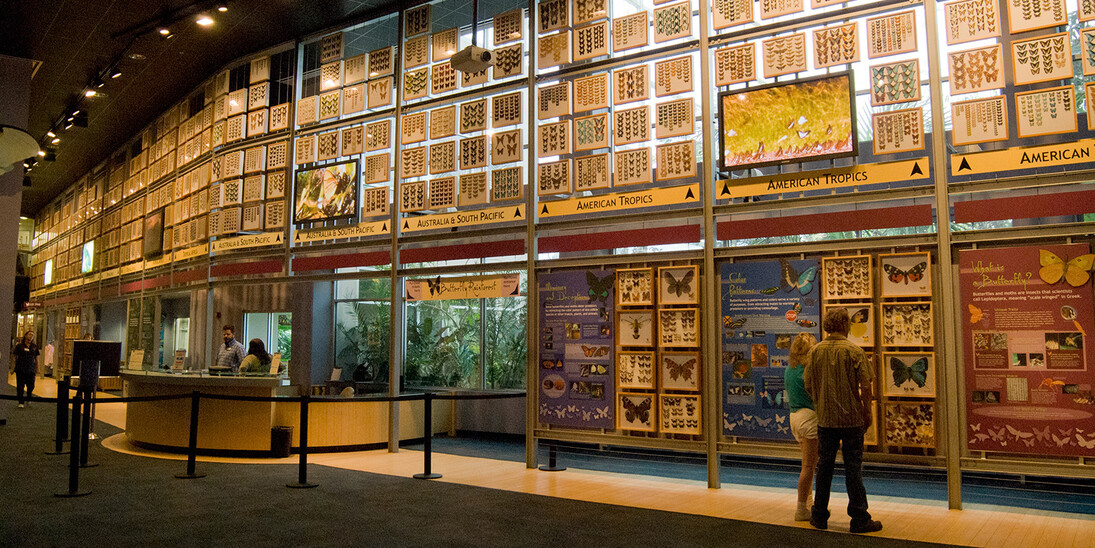 Indoor Butterfly Exhibits. Courtesy of Florida Museum of Natural History