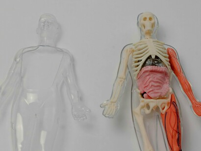 Modelo anatômico. Têm sido utilizados em produtos de consumo desde a década de 1950. Têm sido utilizados para evitar que os alimentos se colem às embalagens ou aos utensílios de cozinha, para tornar as roupas e as alcatifas resistentes às manchas e para criar espuma de combate a incêndios mais eficaz. Têm um grupo terminal polar (como o COOH) e uma cadeia de carbonos com átomos de flúor ligados a eles em ligações covalentes. Como a ligação carbono-flúor é uma das mais fortes, estes químicos não se degradam facilmente no ambiente