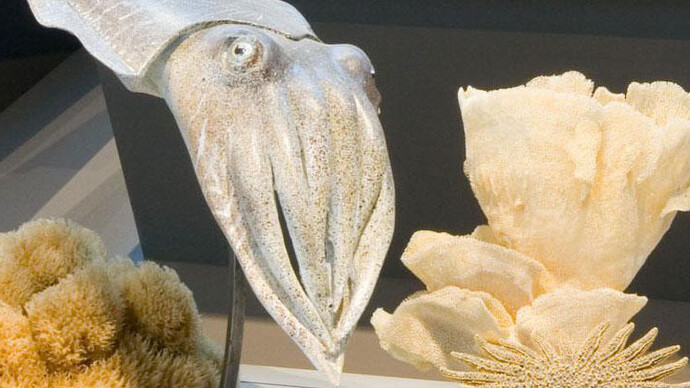 Gallery of Evolution. Courtesy of Royal Belgian Institute of Natural Sciences