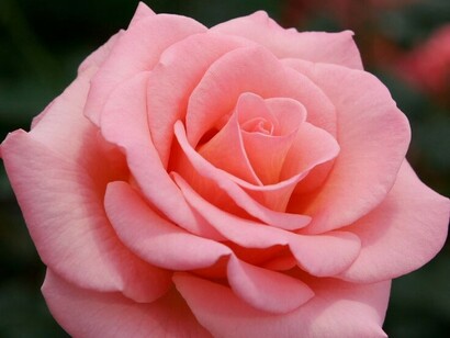 Rose benedette