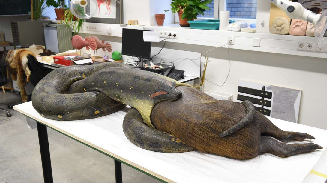 Anaconda, piece in exhibition. Courtesy of Senckenberg Naturmuseum