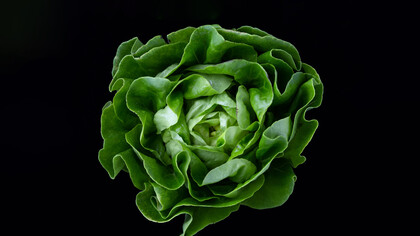 Eating more greens is an excellent way to detoxify your body