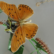 Zoología Invertebrados. Courtesy of Museo de La Plata