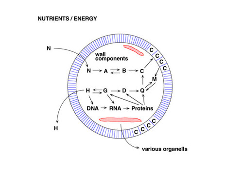 A simplified representation of a cell (cross section), with the semipermeable membrane which permits the entrance of certain selected nutrients (N), the expulsion of certain catabolites (H); and then notice the web of reactions inside the cell.