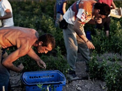 Abitanti di Marinaleda al lavoro