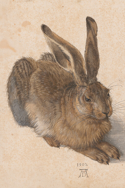 Albrecht Dürer, The hare (detail). Courtesy of the Albertina Museum