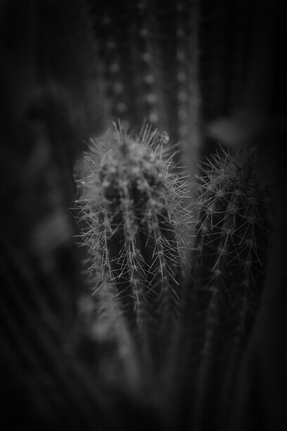 Cactus, valioso para la salud de las personas, ayudando al sistema nervioso, inmunitario, circulatorio, digestivo y respiratorio