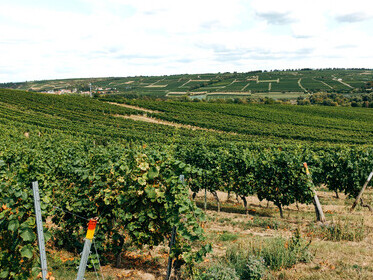 Vast vineyards on the hillsides of Oltrepò Pavese near Broni, Italy