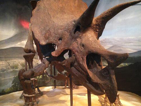 Dinosaurs & Fossils. Courtesy of Science Museum of Minnesota