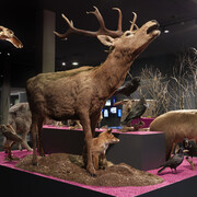 Waldreich. Der wald und wir! Ausstellungsansicht. Mit freundlicher genehmigung des Schlossmuseums Linz