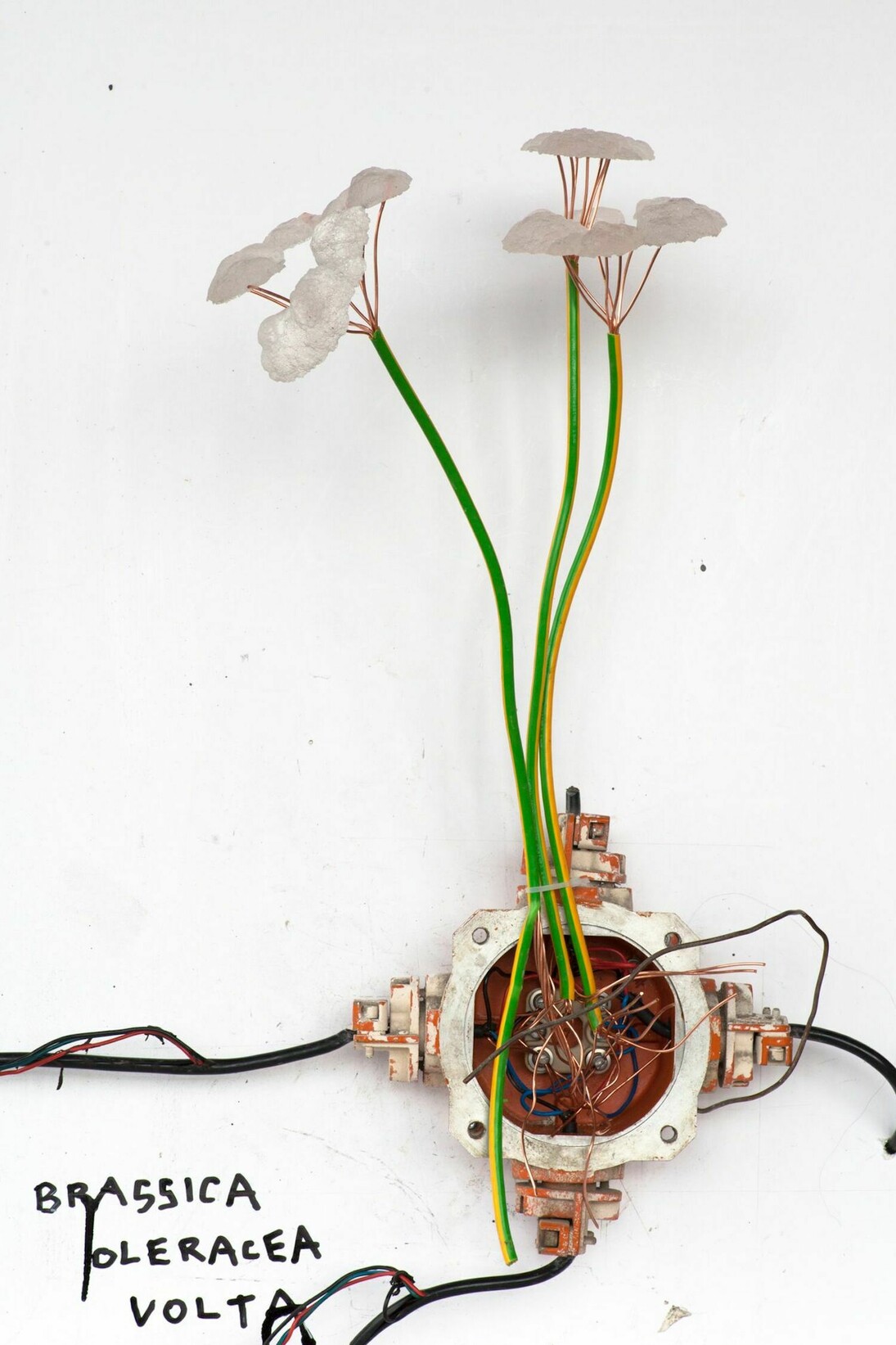 Herbario plate, Krištof Kintera, Postnaturalia Herbario Plate, 2016, mixed media 103 x 73 x 5 cm. Courtesy of Collezione Maramotti