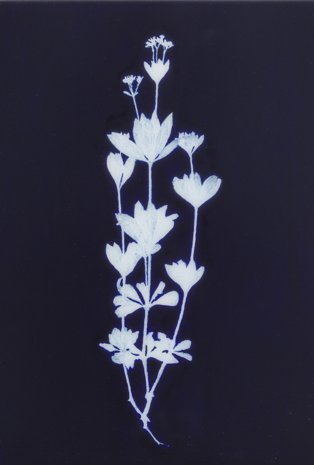 Asperula odonata © Edward Chell