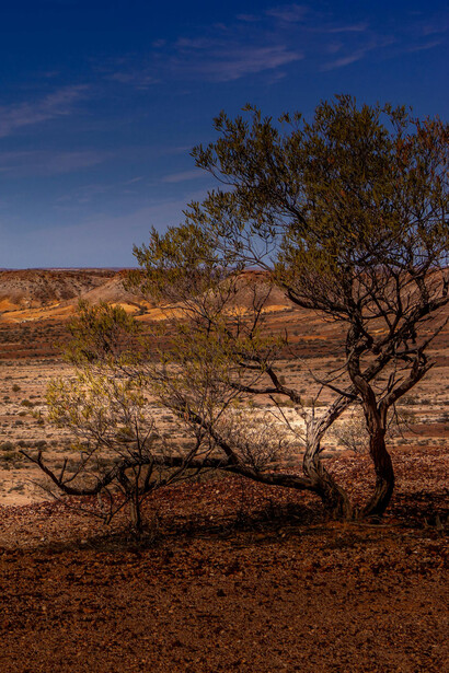 Medidas e esforços para combater a desertificação e preservar os ecossistemas africanos ameaçados