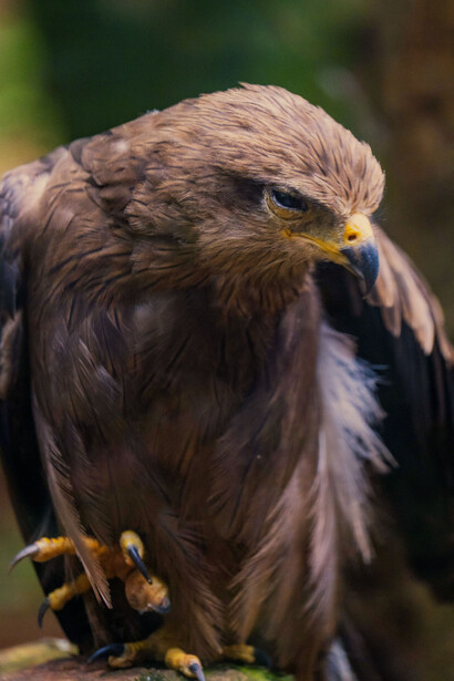 Cuatro aves de rapiña yacen encerradas en un cuerpo humano moribundo