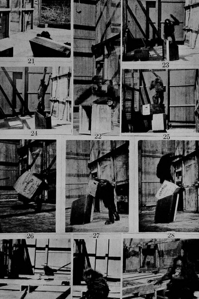 Un'illustrazione dallo studio di Robert Yerkes del 1916, "The mental life of monkeys and apes; a study of ideational behavior"