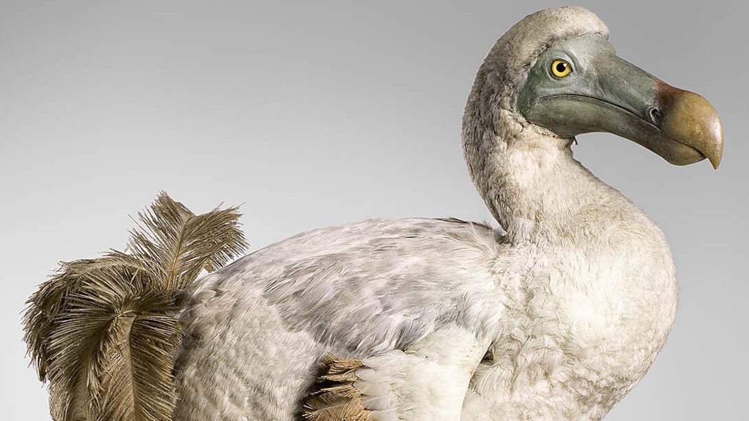 Masterpieces of Taxidermy. Courtesy of Museum für Naturkunde