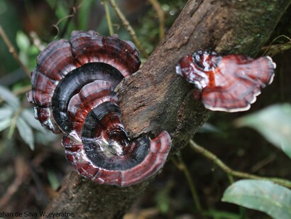 Lowland Mountain Fungi  © Gehan de Silva Wijeyeratne