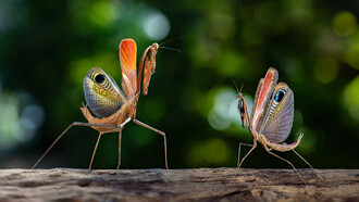 Pareja de «Pseudempusa pinnapavonis» o mantis pavorreal