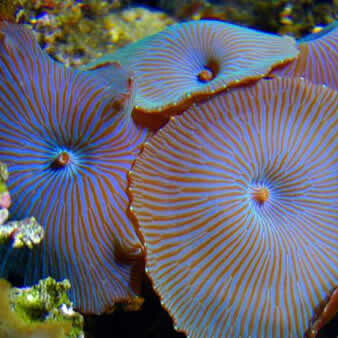 Actinodiscus, Discosoma (Invertebrati marini)