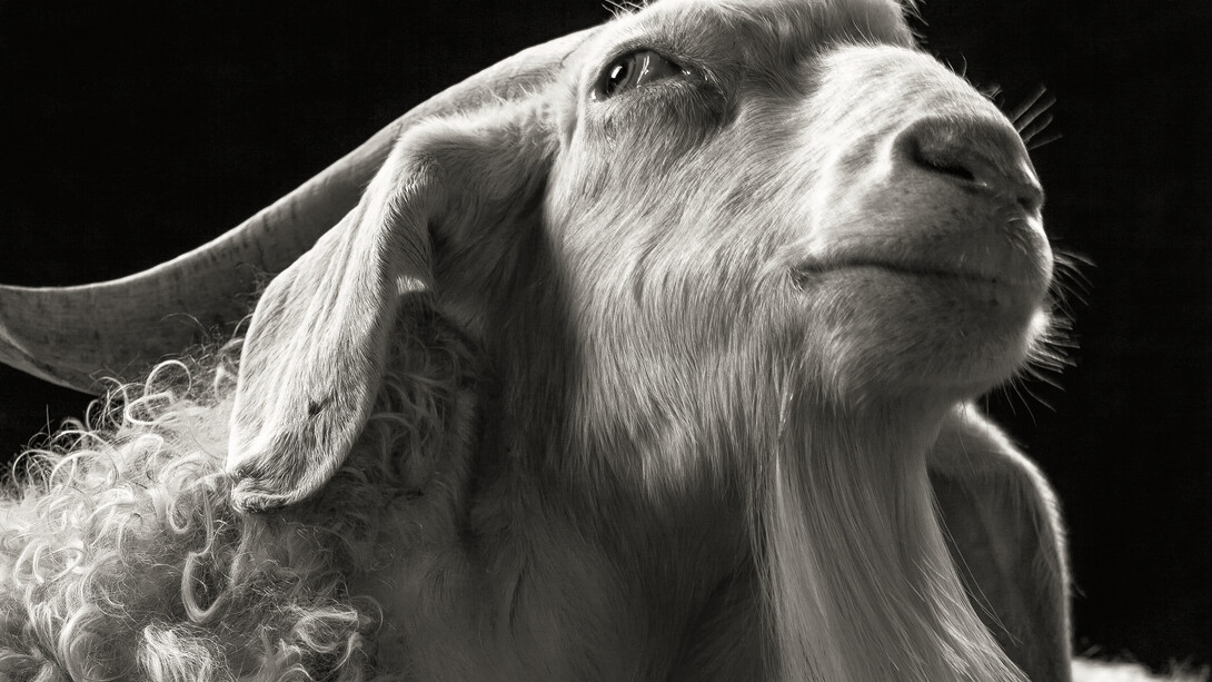 Il fotografo voleva essere sicuro di puntare sempre la macchina fotografica sul loro sgaurdo