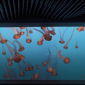 Sleep with the Fishes. Courtesy of Robert Mann Gallery