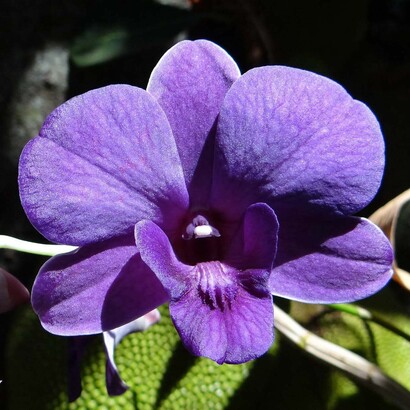 Diógenes deu à alma a forma de uma orquídea
