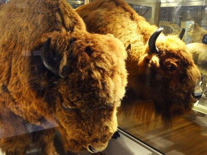 Great Mammal Hall. Courtesy of Harvard Museum of Natural History 