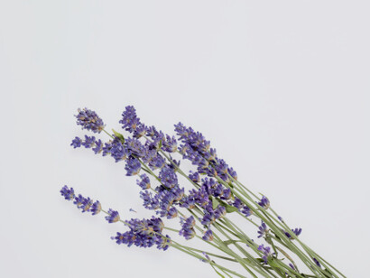 La lavanda aiuta la comunicazione con sé stessi e con gli altri