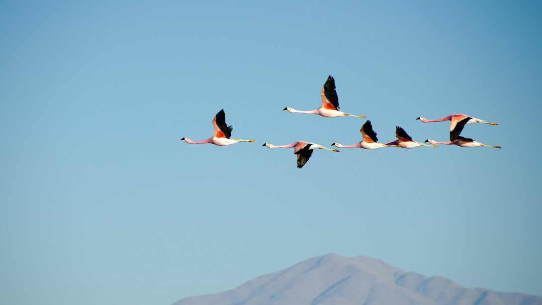Flamencos cruzando el cielo de un parque natural en Chile