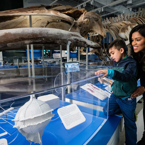 Water gallery, exhibition view. Courtesy of Canadian Muesum of Nature