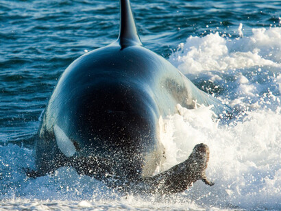 Península de Valdés, Argentina. Una orca devora un cachorro de lobo marino. Foto: pnor.org