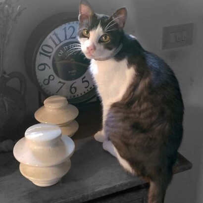 Con un gatto, impari a donare e ricevere amore in modo semplice e autentico, senza aspettative, solo per il piacere di condividere il momento