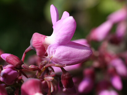 Fiori di Siliquastro