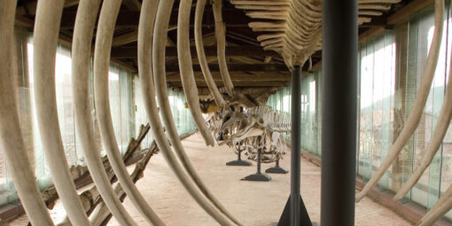 Cetaceans gallery. Courtesy of Museo di Storia Naturale