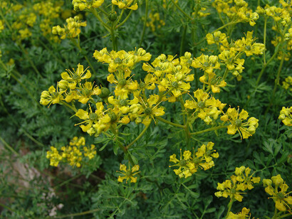 Ruta graveolens
