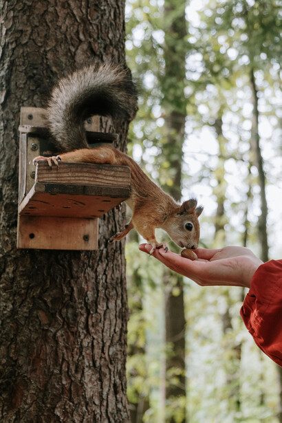 Las ardillas de nuca blanca se han instalado como una presencia omnipresente en plazas, jardines y calles, actuando como si la ciudad les perteneciera