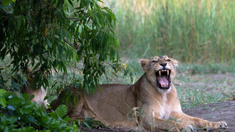 Lioness with Cub Front Page