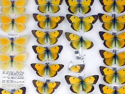 Entomology collections. Courtesy Natural History Museum 
